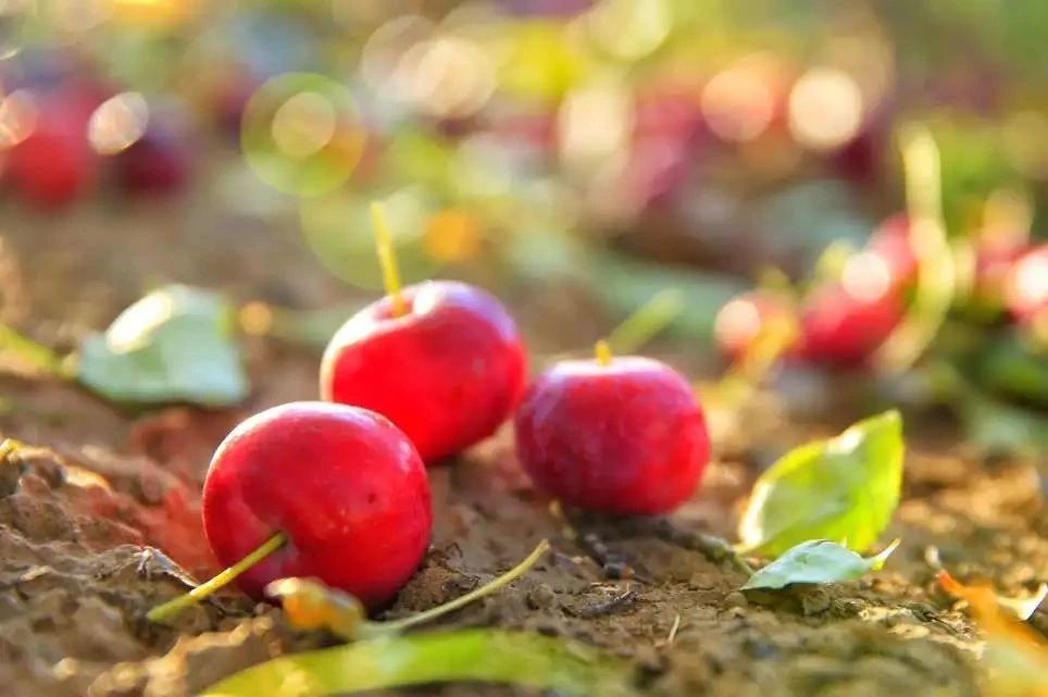 121754961833155859.jpg 微信圖片_20250811161956(2).jpg