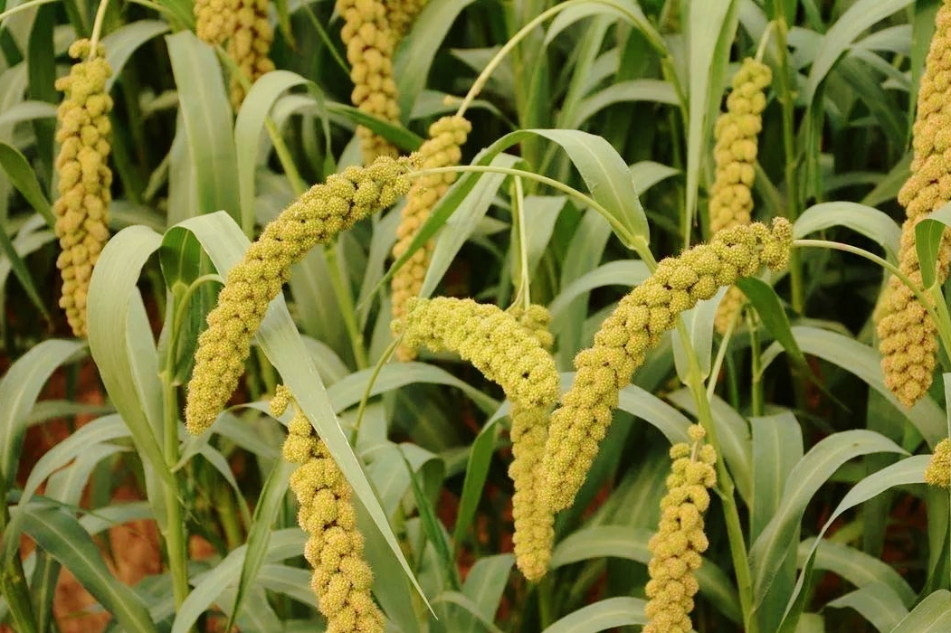 261756172658120971.jpg 63bf16627db5392f0245cb770c7cfe87_compress(1).jpg